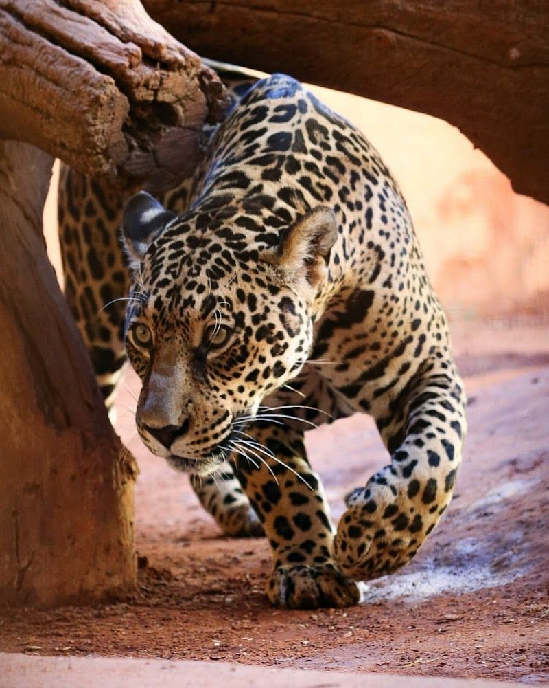 Parque Zoológico de Goiânia